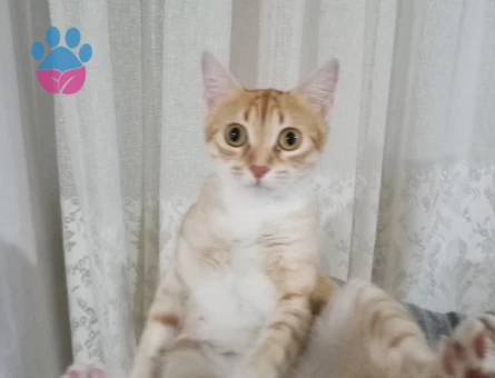 Sarman Yavrular Dişi ve Erkek