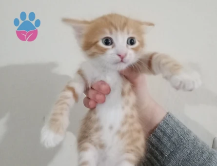 Sarman Yavrular Dişi ve Erkek