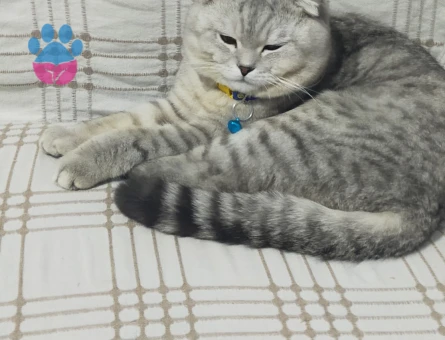 Kedimiz leo yu sahiplendirmek istiyoruz