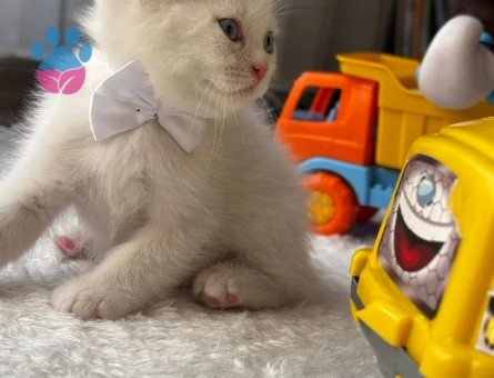 British Shorthair 50 Günlükler