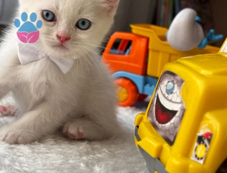 British Shorthair 50 Günlükler