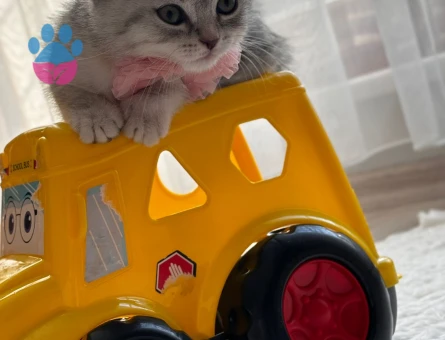 British Shorthair 50 Günlükler