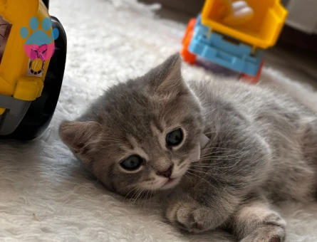 British Shorthair 50 Günlükler
