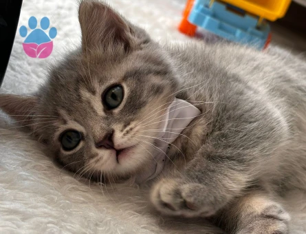 British Shorthair 50 Günlükler