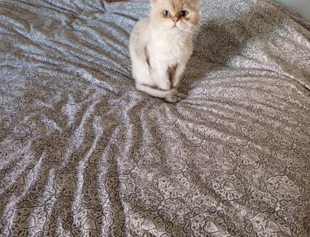 1 yaşına girecek british longhair