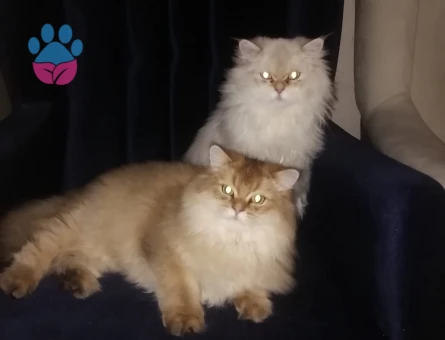 1 yaşına girecek british longhair