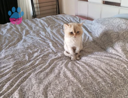 1 yaşına girecek british longhair