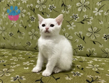 2 aylık beyaz erkek british shorthair