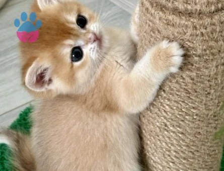 Brıtısh shorthaır golden ny12