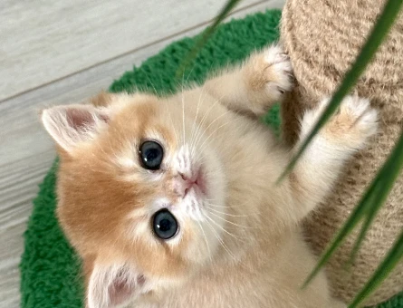 Brıtısh shorthaır golden ny12