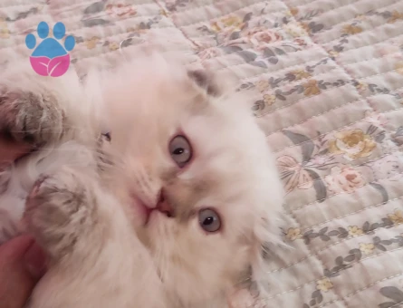 Secereli scottish fold straight Yavrular