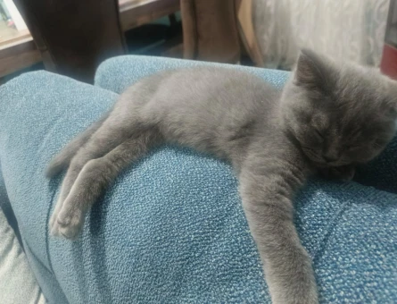 Brıtısh ıkı bucuk aylık dişi
