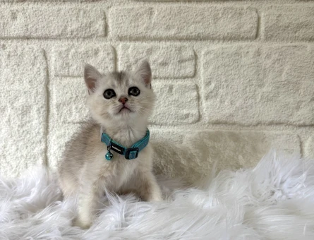 British Shorthair Erkek Silver 2 Aylık