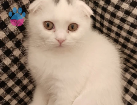 Scottish Fold 3 Aylık Erkek Kedimiz