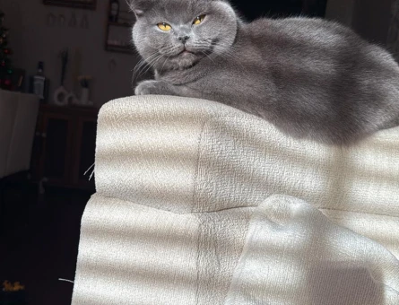 13 aylık Brtish shorthair kedimiz sahiplendirilicektir kısır degildir