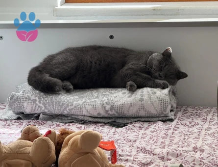 13 aylık Brtish shorthair kedimiz sahiplendirilicektir kısır degildir