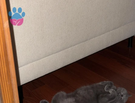 13 aylık Brtish shorthair kedimiz sahiplendirilicektir kısır degildir