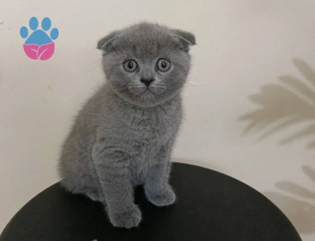 Scottish Fold 2 Aylık Bebek