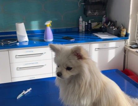 Yetişkin Dişi Pomeranian Boo - 4700
