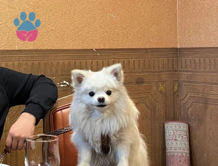 Yetişkin Dişi Pomeranian Boo