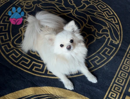 Yetişkin Dişi Pomeranian Boo