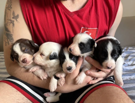 Border Collie 4 Dişi 1 Erkek - 4707