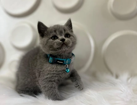 British Shorthair 2 Aylık Erkek