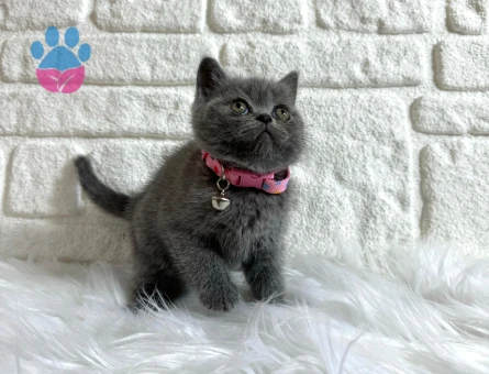 British Shorthair Dişi 2 Aylık