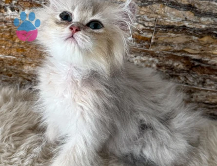 british longhair erkek yavru