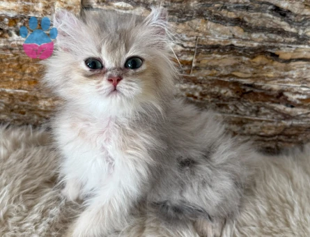 british longhair erkek yavru