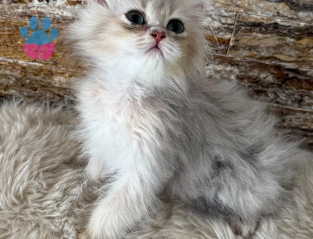 british longhair erkek yavru - 5534