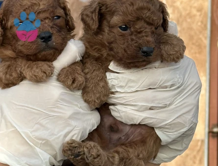 Sevimli toy poodle Şahane Yavrular