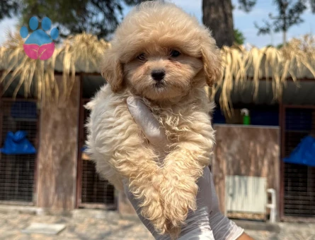 2 Aylık Maltipoo Bebekler