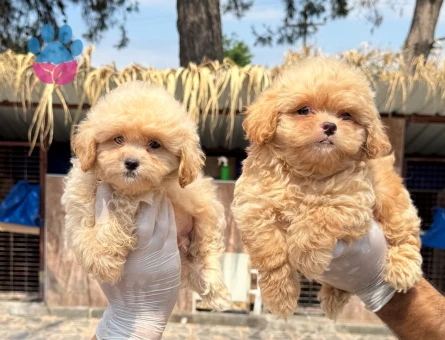 2 Aylık Maltipoo Bebekler - 5537