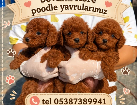 Kore Poodle Yavrularımız 2 Aylıklar - 5538