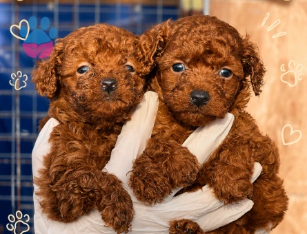 Kore Poodle Yavrularımız 2 Aylıklar