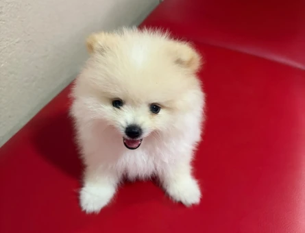 3 aylık Yavru Pomeranian Boo 3 Aylık Yavru Bebeklerimiz - 5541