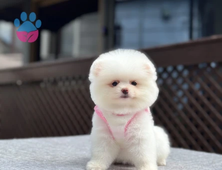 Ayıcık Surat Pomeranian Boo | Ruhsatlı ve Sağlık Garantili - 5545