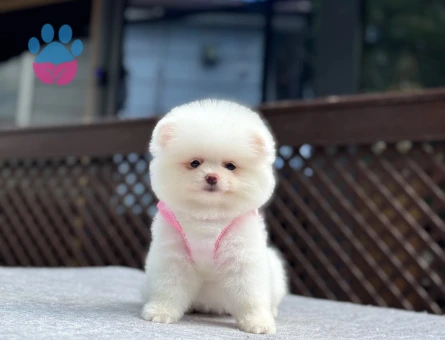 Ayıcık Surat Pomeranian Boo | Ruhsatlı ve Sağlık Garantili
