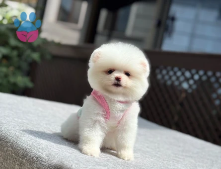 Ayıcık Surat Pomeranian Boo | Ruhsatlı ve Sağlık Garantili