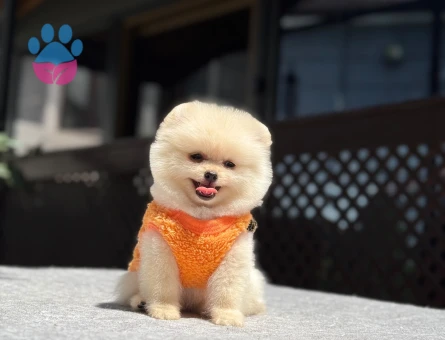 Premium Pomeranian Boo Yavrusu | Sağlık ve Irk Garantili