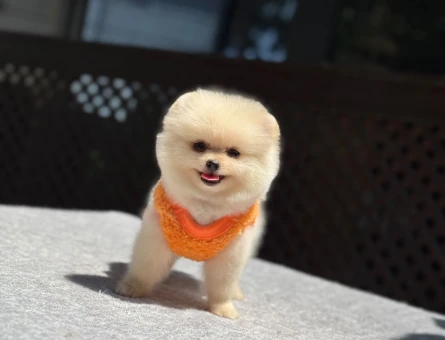 Premium Pomeranian Boo Yavrusu | Sağlık ve Irk Garantili - 5546