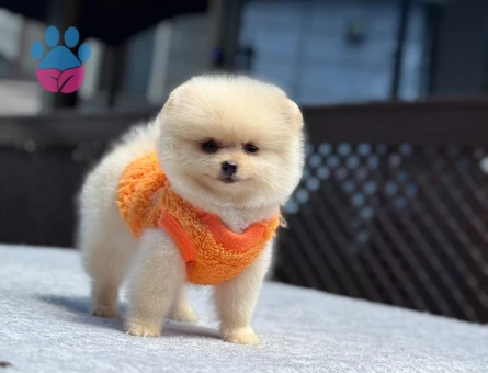 Premium Pomeranian Boo Yavrusu | Sağlık ve Irk Garantili