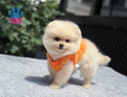 Premium Pomeranian Boo Yavrusu | Sağlık ve Irk Garantili