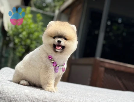 Orijinal Pomeranian Boo Yavrusu | İstanbul Beykoz - 5547