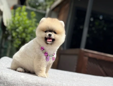 Orijinal Pomeranian Boo Yavrusu | İstanbul Beykoz - 5547