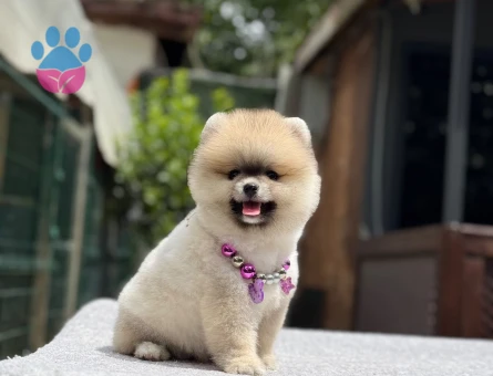 Orijinal Pomeranian Boo Yavrusu | İstanbul Beykoz