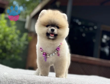 Orijinal Pomeranian Boo Yavrusu | İstanbul Beykoz