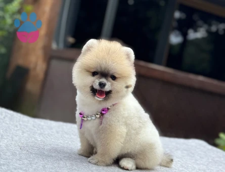 Orijinal Pomeranian Boo Yavrusu | İstanbul Beykoz