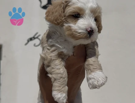 Irk ve sağlık garantili Maltipoo bebekler